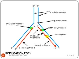 6/15/2013DNA REPLICATION Part-I46
REPLICATION FORK
 