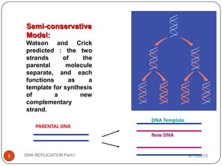 6/15/2013DNA REPLICATION Part-I5
DNA Template
New DNA
PARENTAL DNA
Semi-conservative
Model:
Watson and Crick
predicted : the two
strands of the
parental molecule
separate, and each
functions as a
template for synthesis
of a new
complementary
strand.
 