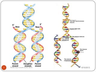 6/15/2013DNA REPLICATION Part-I7
 