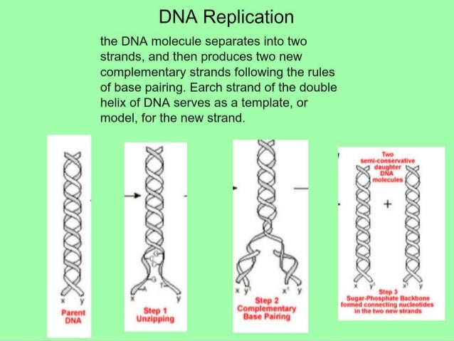 what acts as the template in dna replication what acts as the template in dna replication