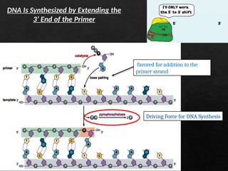 DNA Replication: Mechanism, Enzymes, and Regulation | PPTX