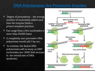 Processivity DNA Replication: Mechanism, Enzymes, and Regulation | PPTX
