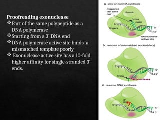 DNA Replication: Mechanism, Enzymes, and Regulation | PPTX