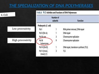 Processivity DNA Replication: Mechanism, Enzymes, and Regulation | PPTX