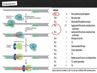 Processivity DNA Replication: Mechanism, Enzymes, and Regulation | PPTX