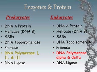 Enzymes & Protein
Prokaryotes
• DNA A Protein
• Helicase (DNA B)
• SSBs
• DNA Topoisomerase
• Primase
• DNA Polymerase |,
||, & |||
• DNA Ligase
Eukaryotes
• DNA A Protein
• Helicase (DNA B)
• SSBs
• DNA Topoisomerase
• Primase
• DNA Polymerase
alpha & delta
• DNA Ligase
 