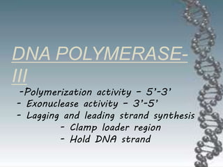 DNA POLYMERASE-
III
-Polymerization activity – 5’-3’
- Exonuclease activity – 3’-5’
- Lagging and leading strand synthesis
- Clamp loader region
- Hold DNA strand
 