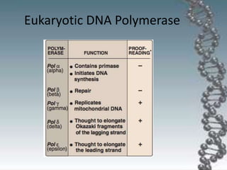Eukaryotic DNA Polymerase
 