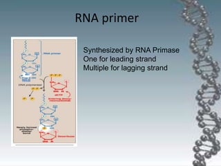 RNA primer
Synthesized by RNA Primase
One for leading strand
Multiple for lagging strand
 