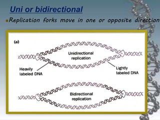 Uni or bidirectional
Replication forks move in one or opposite directions
 