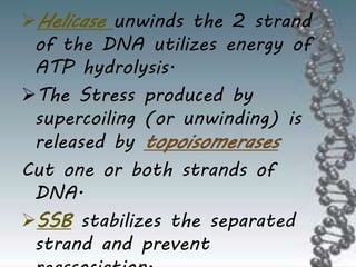 Helicase unwinds the 2 strand
of the DNA utilizes energy of
ATP hydrolysis.
The Stress produced by
supercoiling (or unwinding) is
released by topoisomerases
Cut one or both strands of
DNA.
SSB stabilizes the separated
strand and prevent
 