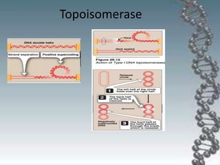 Topoisomerase
 