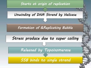 SSB binds to single strand
Released by Topoisomerase
Stress produce due to super coiling
Formation of &Replicating Bubble
Unwinding of DNA Strand by Helicase
Starts at origin of replication
 