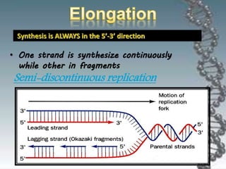 Synthesis is ALWAYS in the 5’-3’ direction
• One strand is synthesize continuously
while other in fragments
Semi-discontinuous replication
 