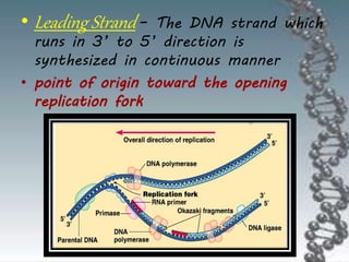 • Leading Strand– The DNA strand which
runs in 3’ to 5’ direction is
synthesized in continuous manner
• point of origin toward the opening
replication fork
 