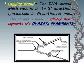 • Lagging Strand– The DNA strand
which runs in 5’ to 3’ direction is
synthesized in discontinuous manner.
• This strand is made in MANY short
segments k/a OKAZAKI FRAGMENTS.
 