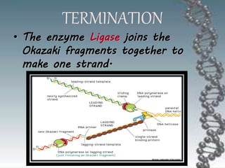 TERMINATION
• The enzyme Ligase joins the
Okazaki fragments together to
make one strand.
 