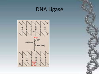 DNA Ligase
 
