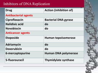 Drug Action (inhibition of)
Antibacterial agents
Ciprofloxacin Bacterial DNA gyrase
Nalidixic acid do
Novobiocin do
Anticancer agents
Etoposide Human topoisomerase
Adriamycin do
Doxorubicin do
6-mercaptopurine Human DNA polymerase
5-fluorouracil Thymidylate synthase
Inhibitors of DNA Replication
 