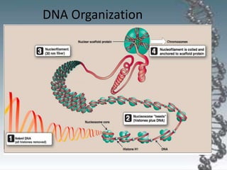 DNA Organization
 