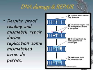 DNA damage & REPAIR
• Despite proof
reading and
mismatch repair
during
replication some
mismatched
bases do
persist.
 