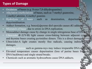 • Oxidation of bases (e.g. 8-oxo-7,8-dihydroguanine).
• Alkylation (methylation) of bases, such as 7-methyl guanosine,
1-methyl adenine, 6-methyl guanine.
• Hydrolysis of bases, such as deamination, depurination, and
depyrimidination.
• Adduct formation, e.g. benzo[a]pyrene diol epoxide causes dG adduct.
• Mismatch of bases, due to errors in DNA replication.
• Monoadduct damage cause by change in single nitrogenous base of DNA.
• Ultraviolet-B (UV-B) light causes cross-linking between adjacent cytosine
and thymine bases creating pyrimidine dimers. This is a direct damage.
• Ultraviolet-A light creates mostly free radicals, causing indirect DNA
damages.
• Ionizing radiation such as gamma-rays may induce irreparable DNA damage.
• Elevated temperature causes depurination (loss of purine bases from the
DNA backbone) and single strand breaks.
• Chemicals such as aromatic hydrocarbons cause DNA adducts.
Types of Damage
 