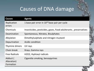 Causes of DNA damage
Causes Agents
Replication
errors
1 base pair error in 1010 base pair per cycle
Chemicals Insecticides, pesticides, gases, Food adulterants , preservatives
Deamination Spontaneous, Nitrates, Bisulphates
Alkylation Dimethylsulphate and nitrogen mustard
Depurination Acidic condition
Thymine dimers UV rays
Chain break Xrays, Gamma rays
Free Radicals H2O2, Hydroxyl radicals
Adduct (
Alteration)
Formation
Cigarette smoking, benzopyrines
 