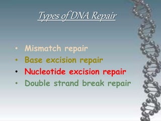 • Mismatch repair
• Base excision repair
• Nucleotide excision repair
• Double strand break repair
Types of DNA Repair
 