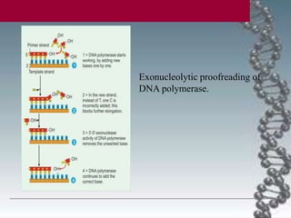 Exonucleolytic proofreading of
DNA polymerase.
 