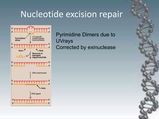 Nucleotide excision repair
Pyrimidine Dimers due to
UVrays
Corrected by exinuclease
 