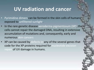UV radiation and cancer
• Pyrimidine dimers can be formed in the skin cells of humans
exposed to unfiltered sunlight.
• In the rare genetic disease xeroderma pigmentosum (XP), the
cells cannot repair the damaged DNA, resulting in extensive
accumulation of mutations and, consequently, early and
numerous skin cancers
• XP can be caused by defects in any of the several genes that
code for the XP proteins required for nucleotide excision
repair of UV damage in humans.
 