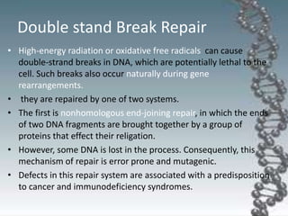 Double stand Break Repair
• High-energy radiation or oxidative free radicals can cause
double-strand breaks in DNA, which are potentially lethal to the
cell. Such breaks also occur naturally during gene
rearrangements.
• they are repaired by one of two systems.
• The first is nonhomologous end-joining repair, in which the ends
of two DNA fragments are brought together by a group of
proteins that effect their religation.
• However, some DNA is lost in the process. Consequently, this
mechanism of repair is error prone and mutagenic.
• Defects in this repair system are associated with a predisposition
to cancer and immunodeficiency syndromes.
 