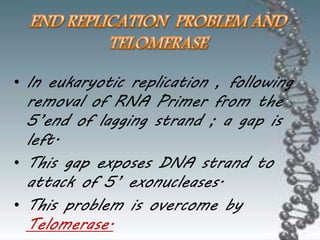 • In eukaryotic replication , following
removal of RNA Primer from the
5’end of lagging strand ; a gap is
left.
• This gap exposes DNA strand to
attack of 5’ exonucleases.
• This problem is overcome by
Telomerase.
 