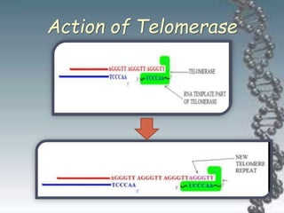 Action of Telomerase
 