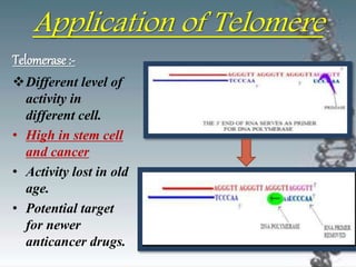 Application of Telomere
Telomerase :-
Different level of
activity in
different cell.
• High in stem cell
and cancer
• Activity lost in old
age.
• Potential target
for newer
anticancer drugs.
 