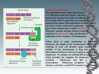 Telomere and Telomerase
The replication always takes place from 5'
to 3' direction in the new strand. The DNA
polymerase enzyme is not able to synthesise the
new strand at the 5' end of the new strand. Thus, a
small portion (about 300 nucleotides) in the 3' ends of
the parent strands could not be replicated. This end
piece of the chromosome is called telomere.
Therefore, another enzyme, telomere terminal
transferase or telomerase takes up this job of
replication of the end piece of chromosomes.
Unless there is some mechanism to replicate
telomeres, the length of the chromosomes will go on
reducing at each cell division (gene loss). The
stability of the chromosome is thus lost. The
shortening of telomere end is prevented by an enzyme
telomerase. It contains an essential RNA component,
which provides the template for telomerase repeat
synthesis. Telomerase acts like a reverse
transcriptase. Telomerase recognises 3' end of
telomere, and then a small DNA strand is synthesised.
 