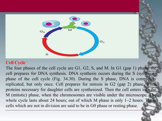 Cell Cycle
The four phases of the cell cycle are G1, G2, S, and M. In G1 (gap 1) phase, the
cell prepares for DNA synthesis. DNA synthesis occurs during the S (synthesis)
phase of the cell cycle (Fig. 34.30). During the S phase, DNA is completely
replicated, but only once. Cell prepares for mitosis in G2 (gap 2) phase, when
proteins necessary for daughter cells are synthesized. Then the cell enters into the
M (mitotic) phase, when the chromosomes are visible under the microscope. The
whole cycle lasts about 24 hours; out of which M phase is only 1–2 hours. Those
cells which are not in division are said to be in G0 phase or resting phase.
 