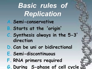 Basic rules of
Replication
A. Semi-conservative
B. Starts at the ‘origin’
C. Synthesis always in the 5-3’
direction
D. Can be uni or bidirectional
E. Semi-discontinuous
F. RNA primers required
G. During S-phase of cell cycle
 