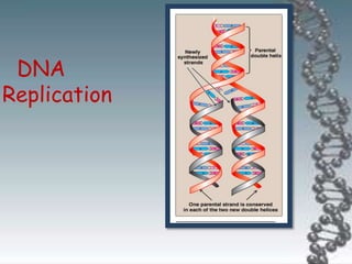 DNA
Replication
 