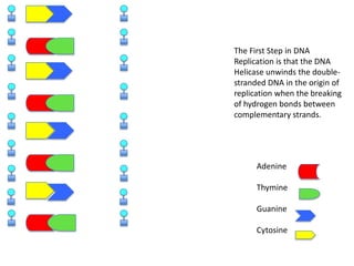 The First Step in DNA
Replication is that the DNA
Helicase unwinds the doublestranded DNA in the origin of
replication when the breaking
of hydrogen bonds between
complementary strands.

Adenine
Thymine
Guanine
Cytosine

 