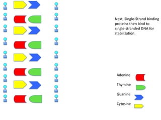 Next, Single-Strand binding
proteins then bind to
single-stranded DNA for
stabilization.

Adenine
Thymine
Guanine
Cytosine

 