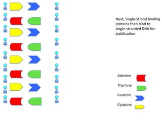 Next, Single-Strand binding
proteins then bind to
single-stranded DNA for
stabilization.

Adenine
Thymine
Guanine
Cytosine

 