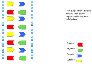 Next, Single-Strand binding
proteins then bind to
single-stranded DNA for
stabilization.

Adenine
Thymine
Guanine
Cytosine

 