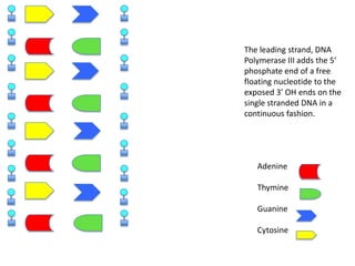 The leading strand, DNA
Polymerase III adds the 5’
phosphate end of a free
floating nucleotide to the
exposed 3’ OH ends on the
single stranded DNA in a
continuous fashion.

Adenine
Thymine
Guanine
Cytosine

 