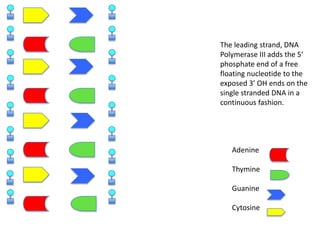 The leading strand, DNA
Polymerase III adds the 5’
phosphate end of a free
floating nucleotide to the
exposed 3’ OH ends on the
single stranded DNA in a
continuous fashion.

Adenine
Thymine
Guanine
Cytosine

 
