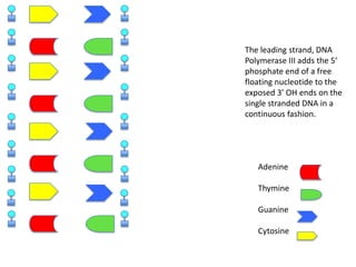 The leading strand, DNA
Polymerase III adds the 5’
phosphate end of a free
floating nucleotide to the
exposed 3’ OH ends on the
single stranded DNA in a
continuous fashion.

Adenine
Thymine
Guanine
Cytosine

 