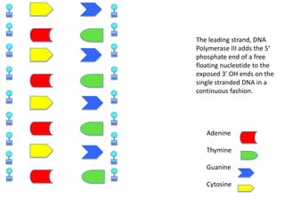 The leading strand, DNA
Polymerase III adds the 5’
phosphate end of a free
floating nucleotide to the
exposed 3’ OH ends on the
single stranded DNA in a
continuous fashion.

Adenine
Thymine
Guanine
Cytosine

 