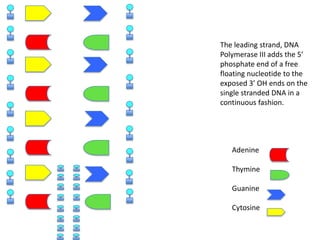 The leading strand, DNA
Polymerase III adds the 5’
phosphate end of a free
floating nucleotide to the
exposed 3’ OH ends on the
single stranded DNA in a
continuous fashion.

Adenine
Thymine
Guanine
Cytosine

 