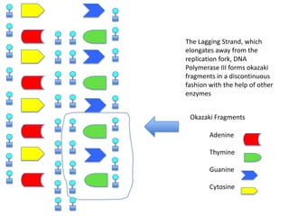 The Lagging Strand, which
elongates away from the
replication fork, DNA
Polymerase III forms okazaki
fragments in a discontinuous
fashion with the help of other
enzymes
Okazaki Fragments
Adenine
Thymine
Guanine
Cytosine

 