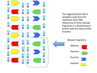 The Lagging Strand, which
elongates away from the
replication fork, DNA
Polymerase III forms okazaki
fragments in a discontinuous
fashion with the help of other
enzymes
Okazaki Fragments
Adenine
Thymine
Guanine
Cytosine

 